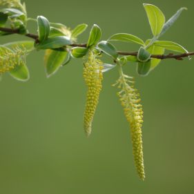 Witte wilgenextract